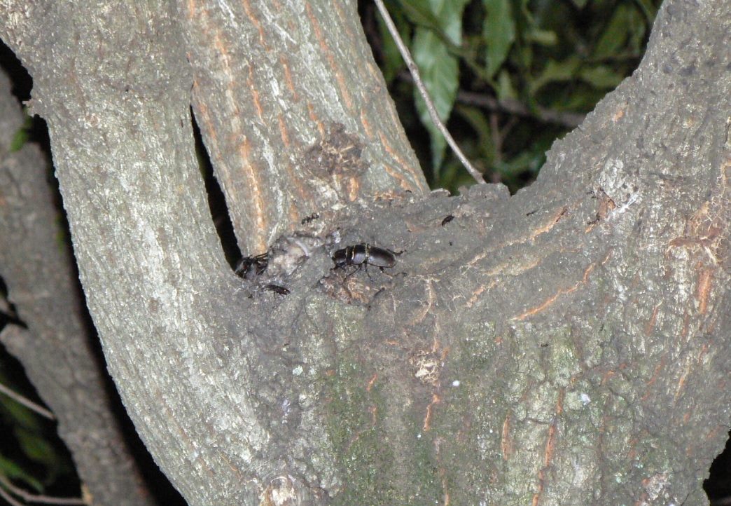 団地前のクヌギ_バス通りから見える樹液にも群れるコクワガタ 2021年5月24日19時30分頃 気温23度
